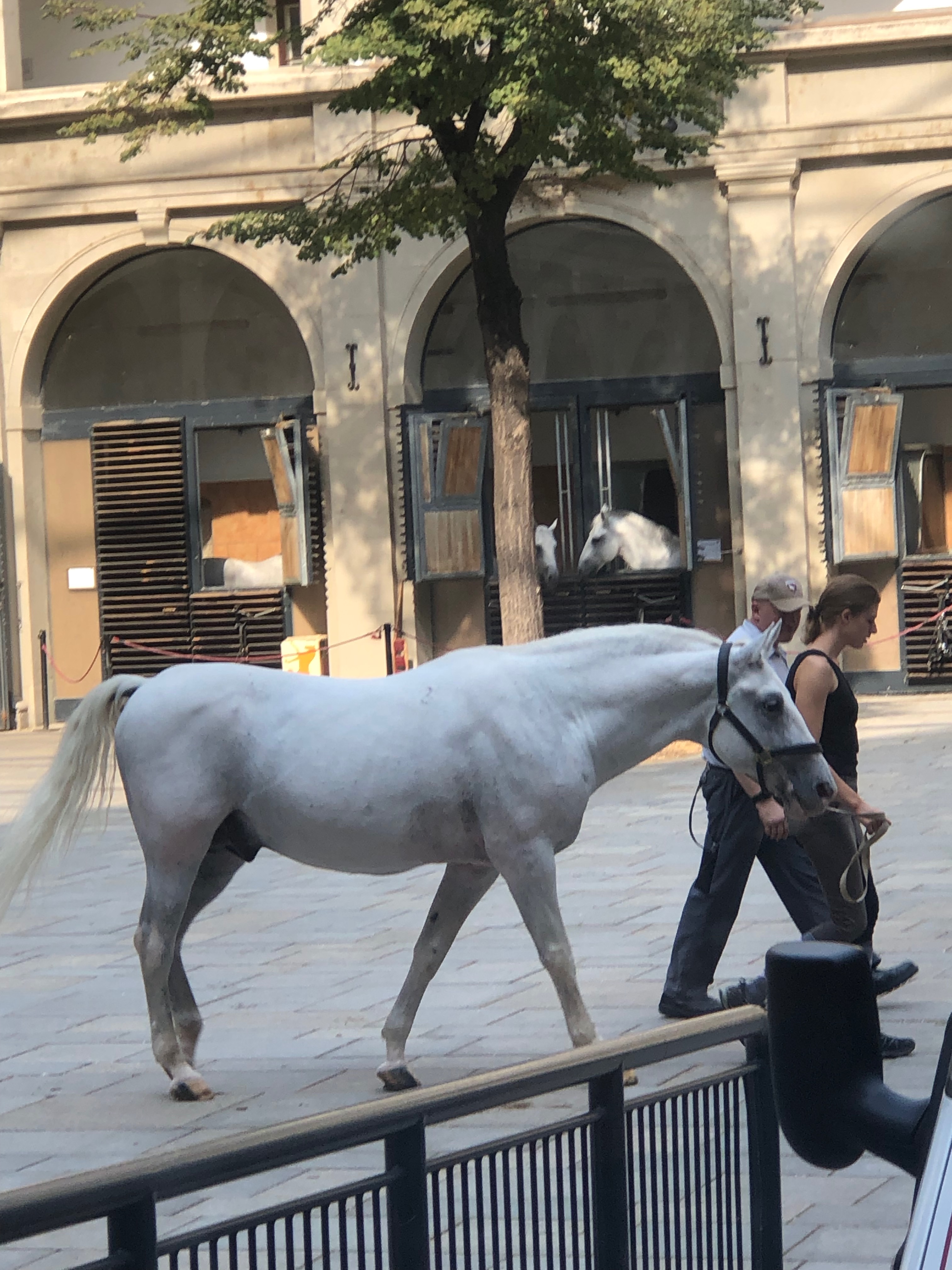 The Lipizzan Stallions in Vienna